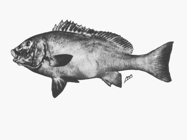 Plectorhinchus schotaf