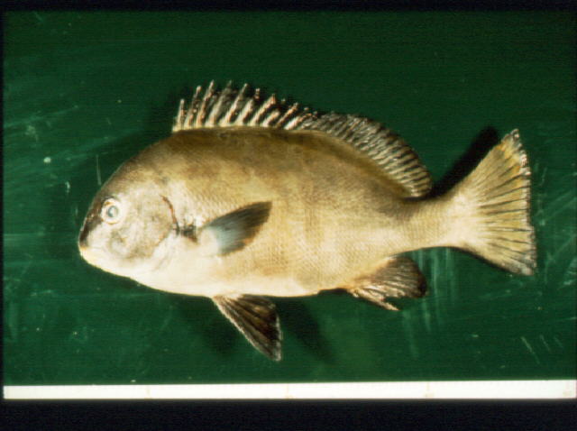 Plectorhinchus schotaf