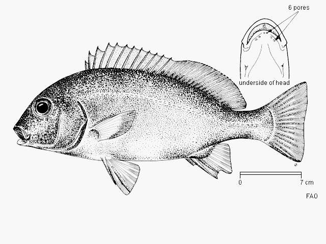 Plectorhinchus schotaf