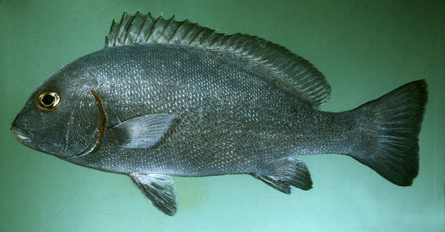 Plectorhinchus schotaf