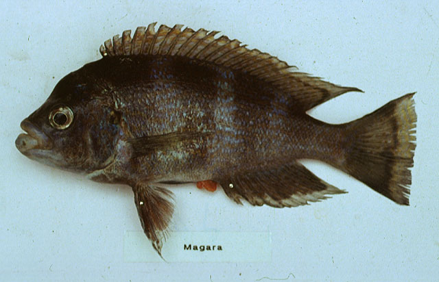 Plecodus straeleni