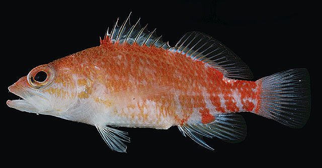 Plectranthias winniensis