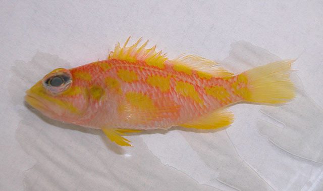 Plectranthias xanthomaculatus