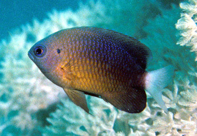 Pomacentrus albicaudatus