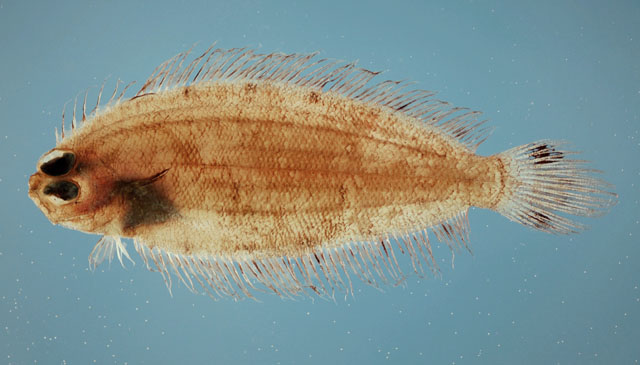 Poecilopsetta beanii