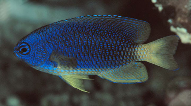 Pomacentrus caeruleus