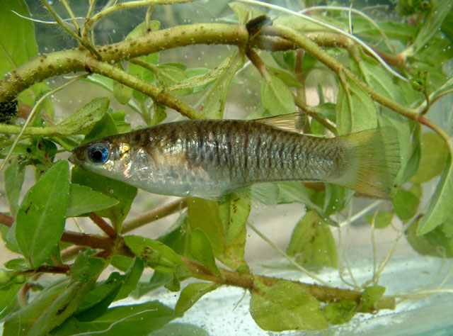 Poeciliopsis fasciata