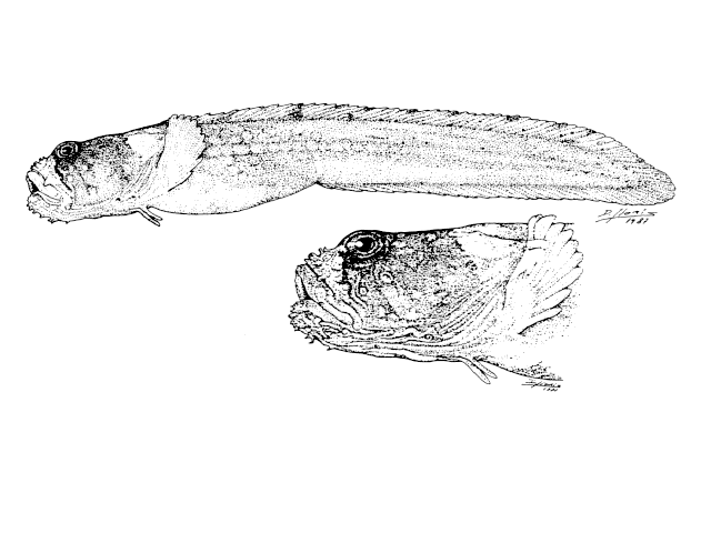 Pogonolycus marinae