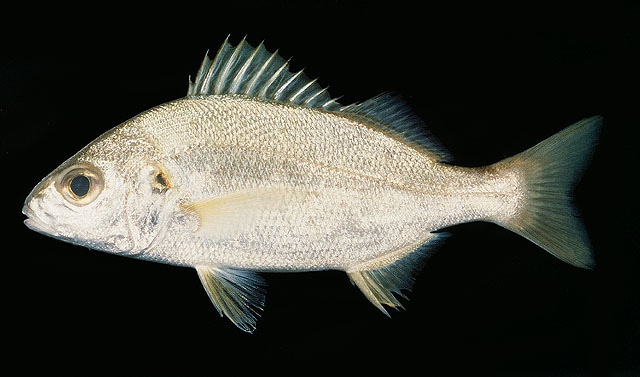 Pomadasys olivaceus