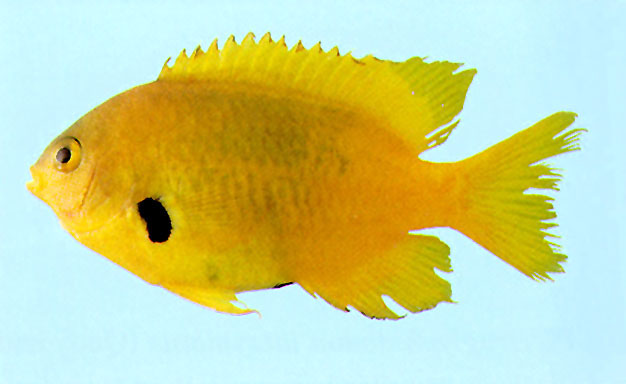 Pomacentrus sulfureus