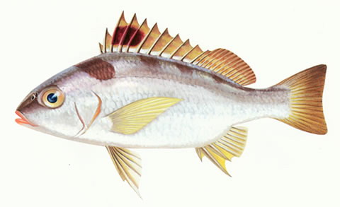 Pomadasys unimaculatus