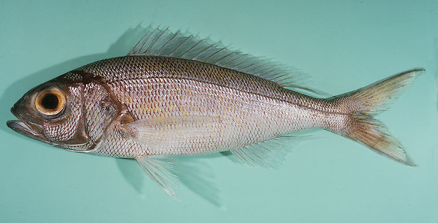 Pristipomoides auricilla