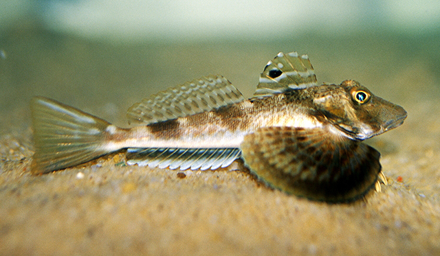 Prionotus carolinus