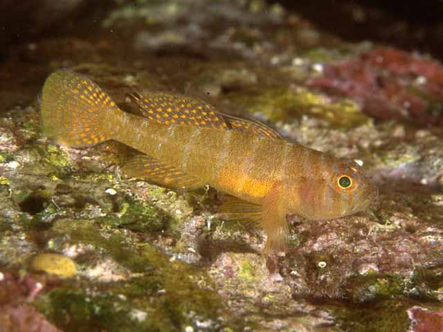 Priolepis hipoliti