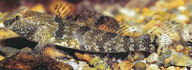 Proterorhinus semilunaris