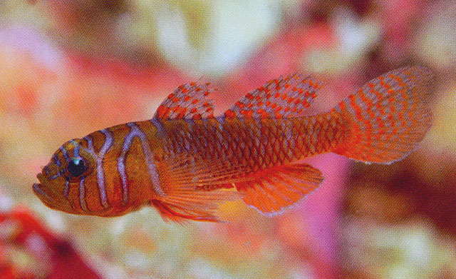 Priolepis semidoliata