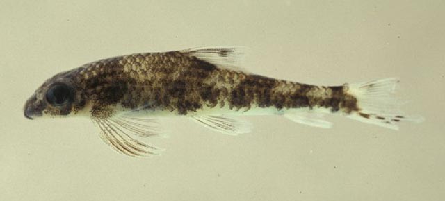 Psilorhynchus breviminor