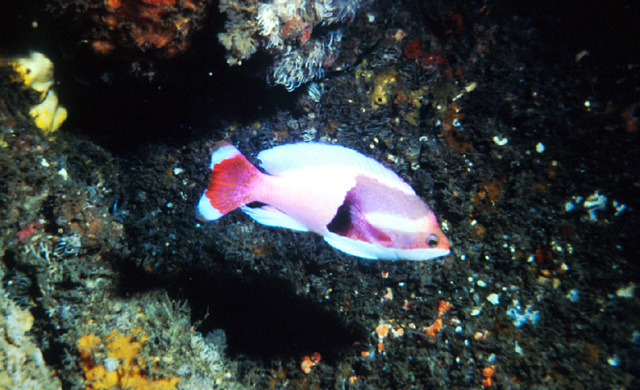 Pseudanthias connelli