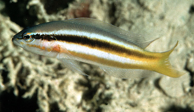 Pseudochromis dixurus