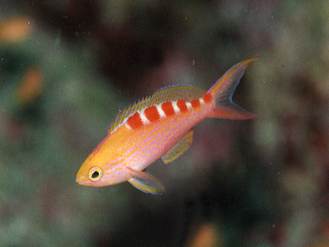 Pyronotanthias flavoguttatus