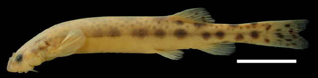 Pseudostegophilus haemomyzon