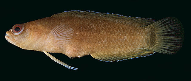Pseudoplesiops howensis