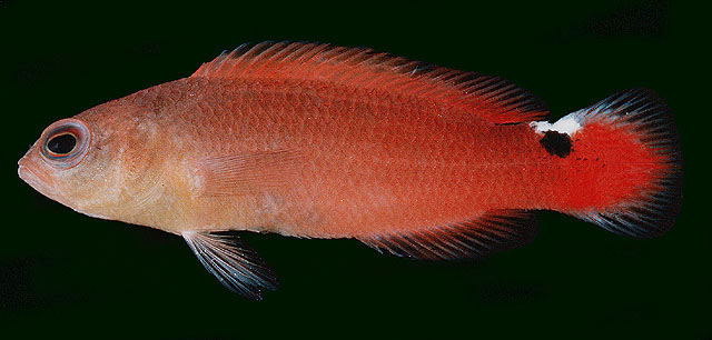 Pseudochromis jamesi