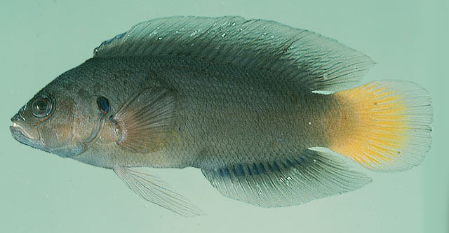 Pseudochromis linda