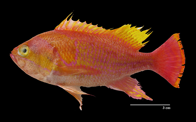 Pseudanthias pillai