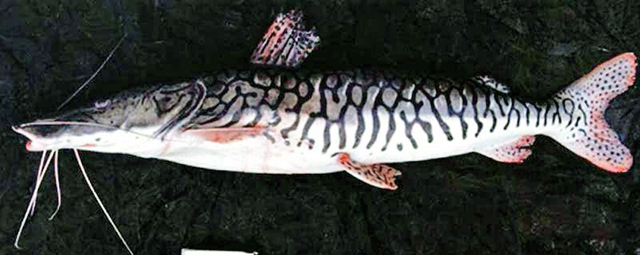 Psret_u2.jpg