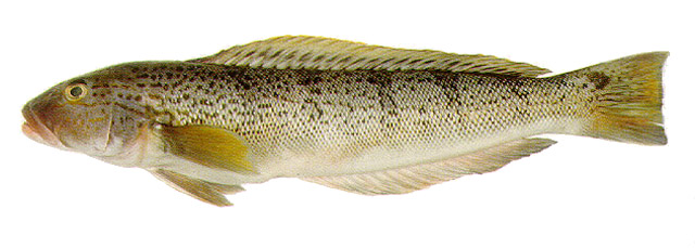 Pseudopercis semifasciata