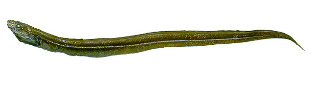 Pseudophichthys splendens
