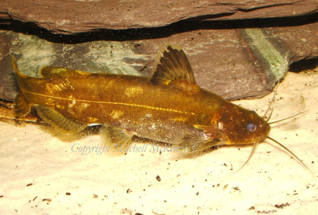 Pseudomystus stenomus