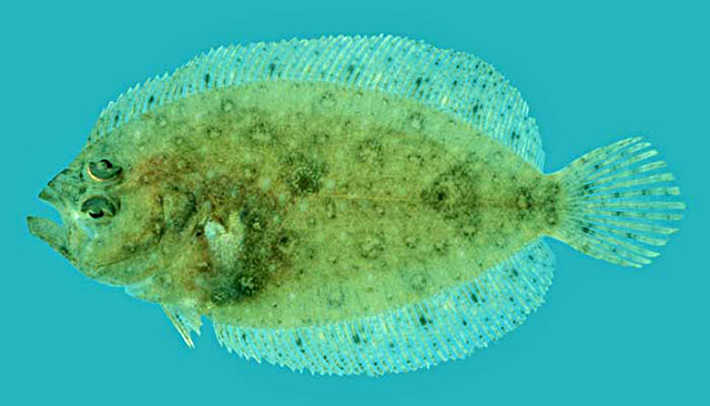 Psettina tosana