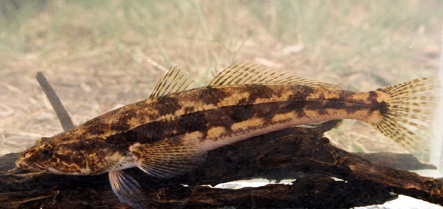 Pseudaphritis urvillii