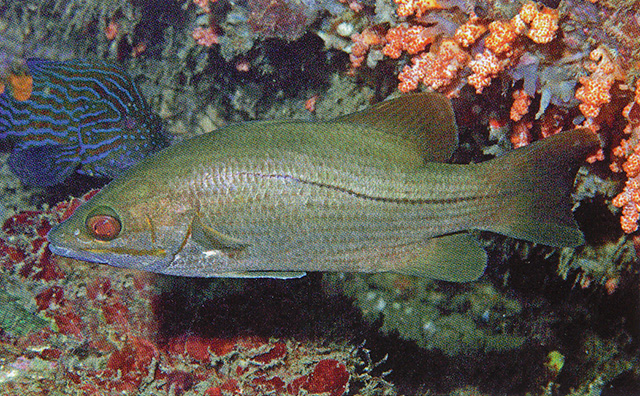 Psammoperca waigiensis