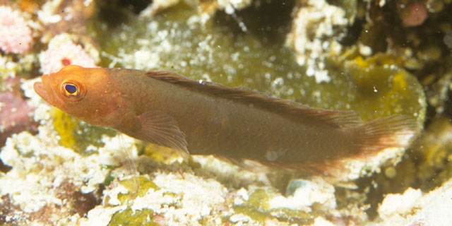 Pseudoplesiops wassi