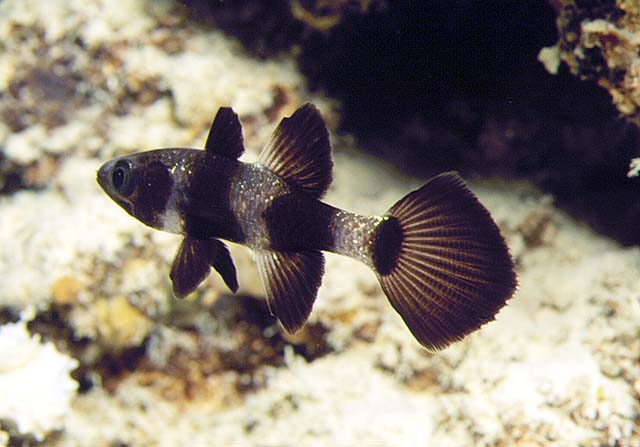 Pseudamia zonata