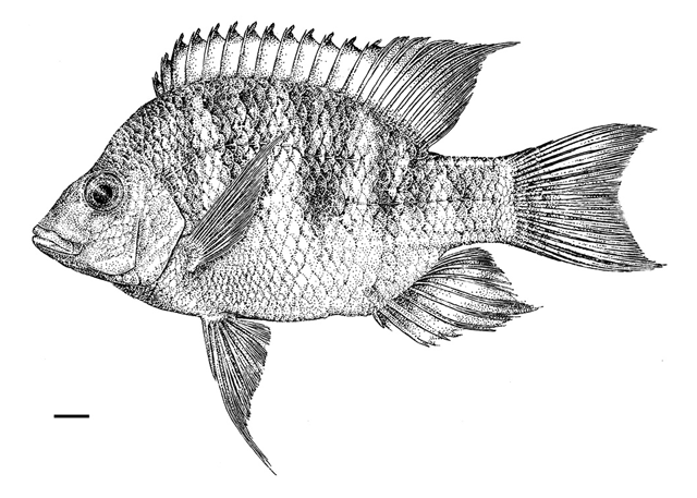 Ptychochromis makira