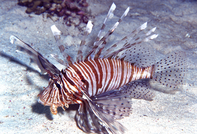 Pterois miles