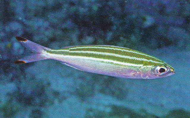 Pterocaesio trilineata