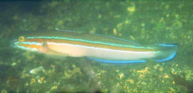 Pterogobius virgo