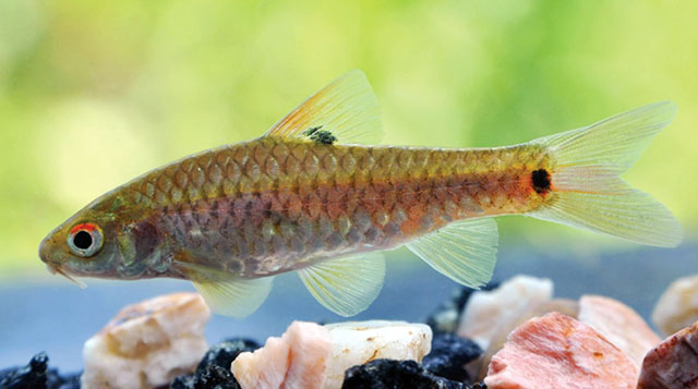 Puntius bimaculatus