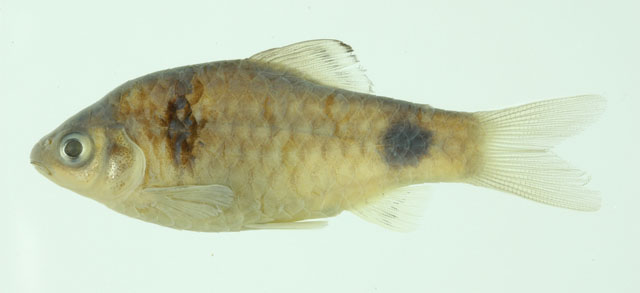 Putia_u0.jpg
