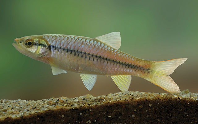 Rasbora armitagei