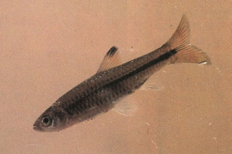 Rasbora atridorsalis