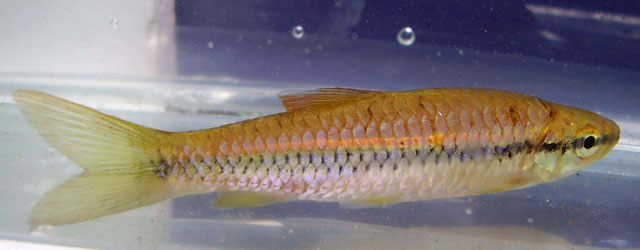 Rasbora daniconius