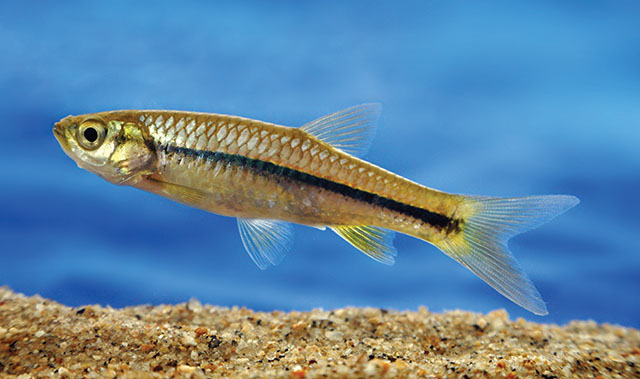 Rasbora naggsi