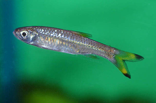 Rasbora rasbora