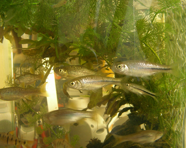 Rasbora steineri